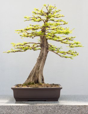 Kel servi Bonsai