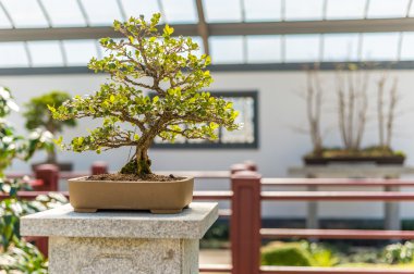 Çin Şimşir Bonsai