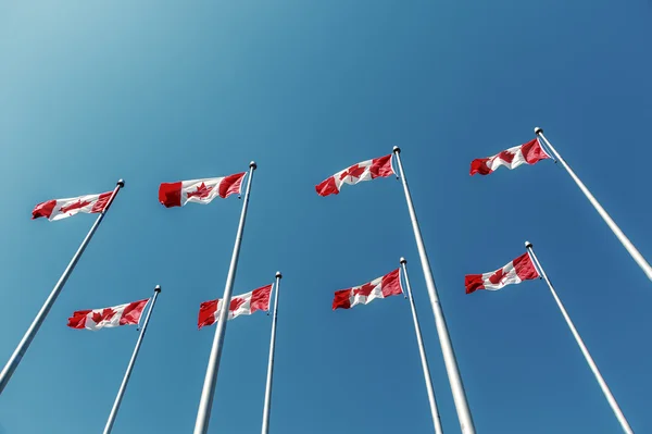 Banderas canadienses ondeando sobre el cielo azul —  Fotos de Stock