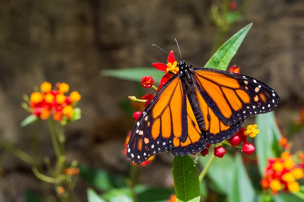 Un papillon monarque mâle — Photo