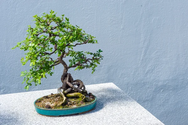 Chineză Peashrub Bonsai — Fotografie, imagine de stoc