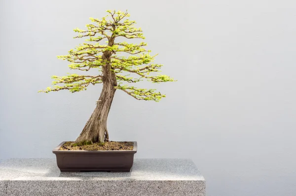 Kel servi Bonsai