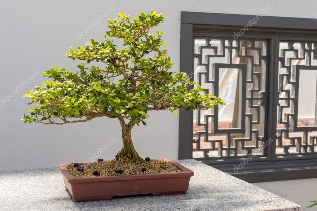 Boxwood Wood For Sale Boxwood Wood For Sale