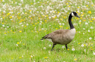 Kanada Kazı dandelions tam bir çimenlerin üzerinde yürüyüş