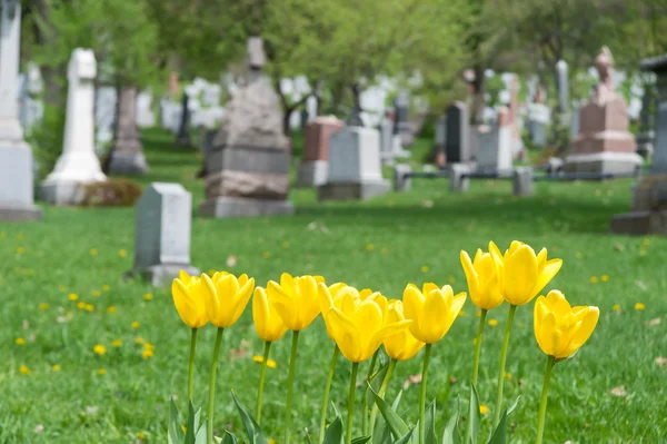 Grabsteine auf einem Friedhof mit gelben Tulpen — Stockfoto