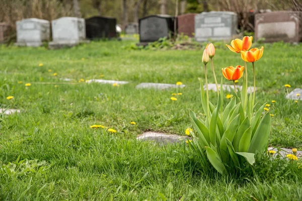 Sírkövek a temetőben a piros és a sárga Bicolor tulipán — Stock Fotó