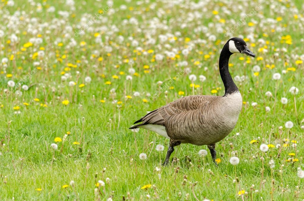 canada goose en leon canada goose en leon