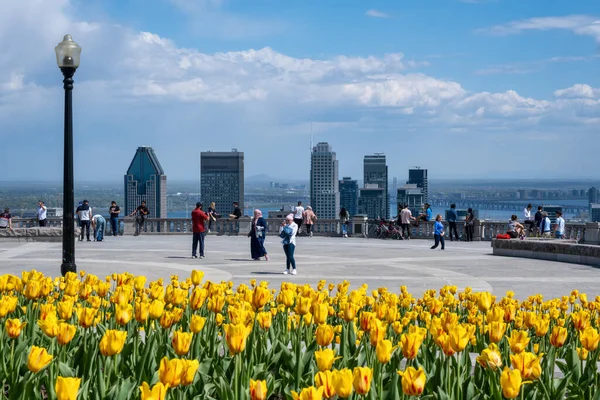 Montreal Maggio 2021 Tulipani Gialli Fiore Cima Monte Reale Skyline — Foto Stock