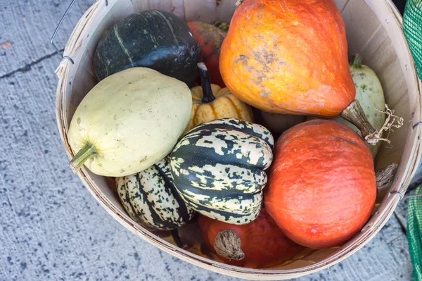 Basket with pumpkins and squashes — Stock Photo, Image