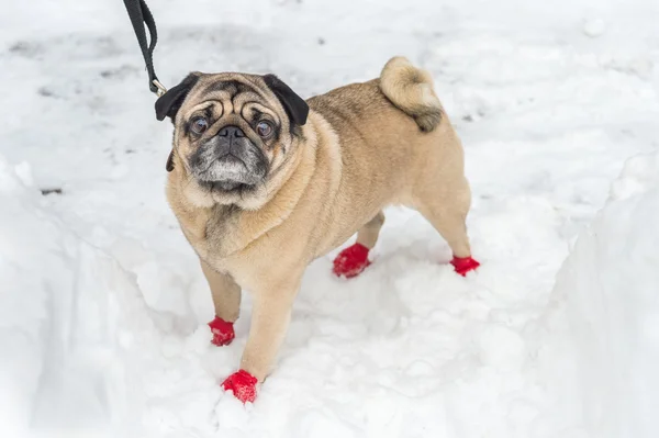 Adorable Pug con botas rojas, en la nieve en invierno —  Fotos de Stock