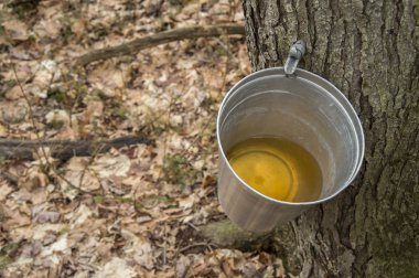 Kova toplamak sap akçaağaç ağaç akçaağaç şurubu üretmek için kullanılan