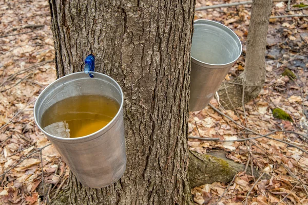 Eimer, der verwendet wird, um Saft von Ahornbäumen zu sammeln, um Ahornsirup zu produzieren — Stockfoto