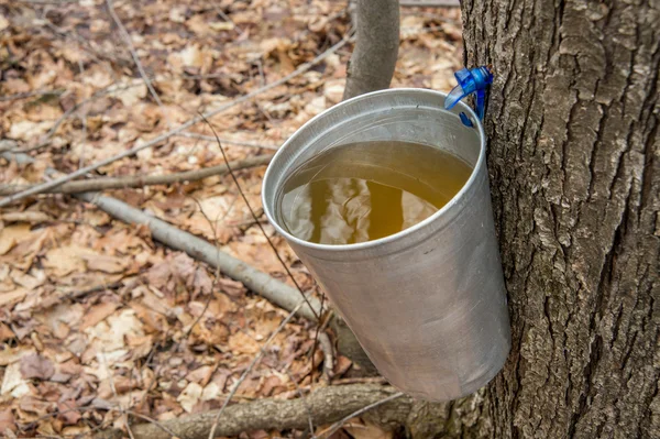 Pail digunakan untuk mengumpulkan getah pohon maple untuk menghasilkan sirup maple i — Stok Foto