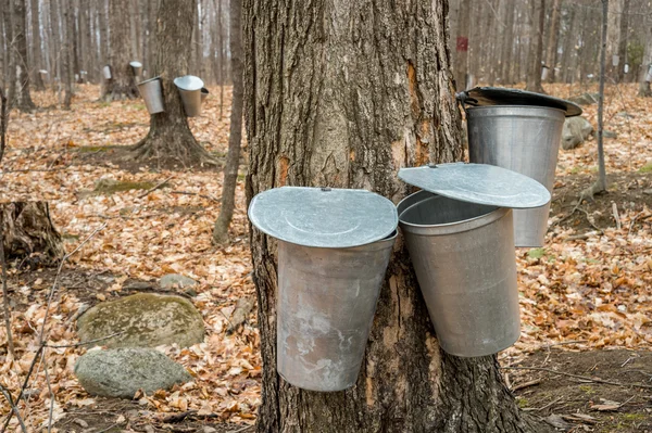 Verschillende emmers gebruikt voor het verzamelen van sap van de esdoorn-bomen — Stockfoto