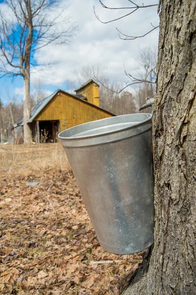 Hink för att samla in sap lönn träd att producera lönnsirap — Stockfoto