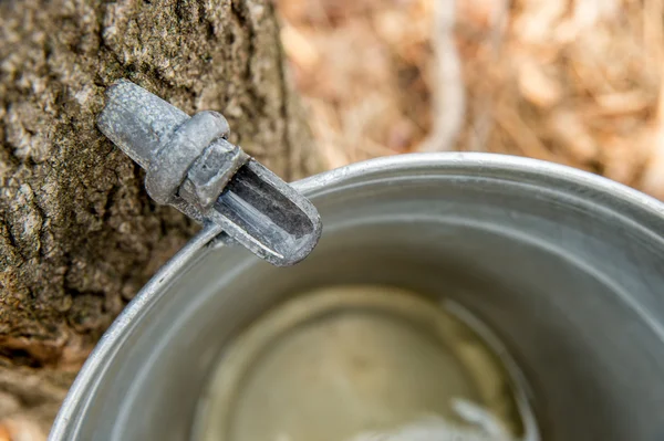 Seiva de bordo gotejando em um balde — Fotografia de Stock