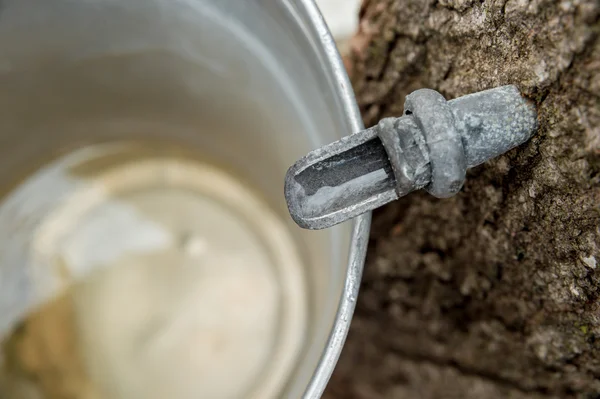 Ahornsaft tropft in einen Eimer — Stockfoto