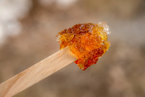 Ahorn schmackhaft auf einem Stock während der Zeit der Zuckerbaracken — Stockfoto