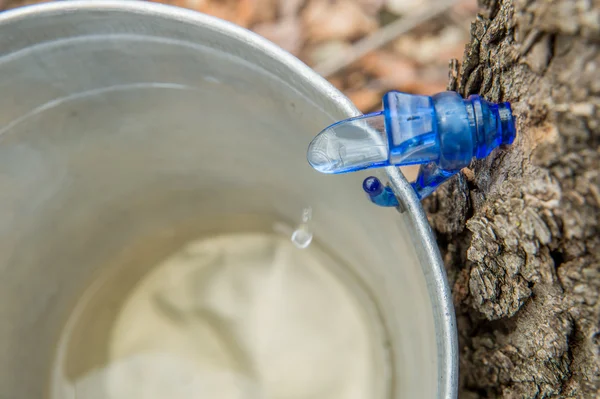 Maple Sap Dripping into a Bucket — Stock Photo, Image
