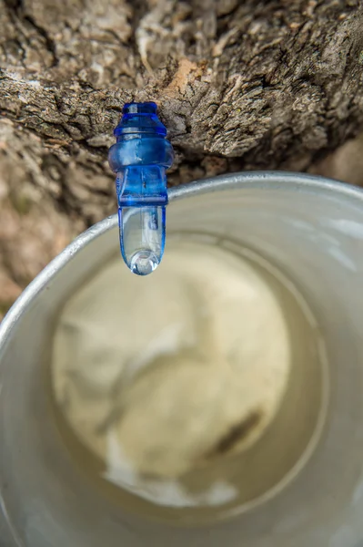 단풍나무 수액 양동이로 물 떨어지는 — 스톡 사진