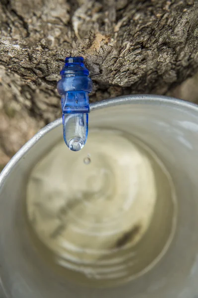 단풍나무 수액 양동이로 물 떨어지는 — 스톡 사진