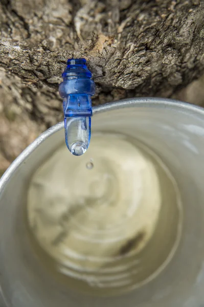 Ahornsaft tropft in einen Eimer — Stockfoto