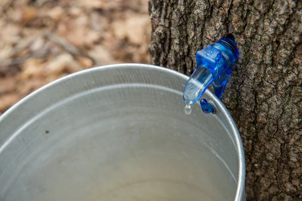 Maple Sap picură într-o găleată — Fotografie, imagine de stoc