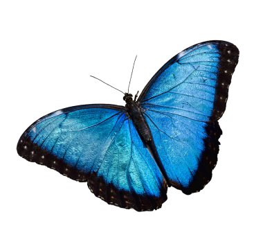 Blue Morpho butterfly isolated over white background clipart