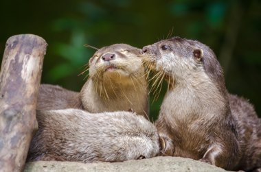 Otters kissing on a rock clipart