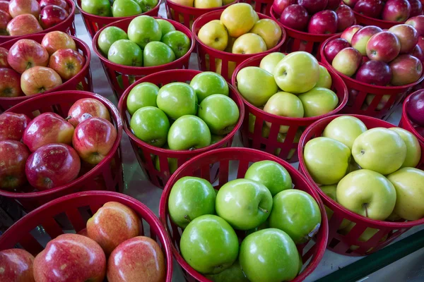 Čtyři odrůdy jabloní — Stock fotografie
