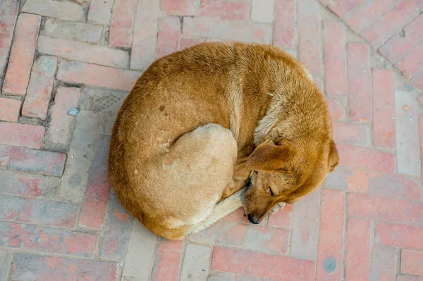 Dog sleeping in Kathmandu, Nepal — Stock Photo, Image