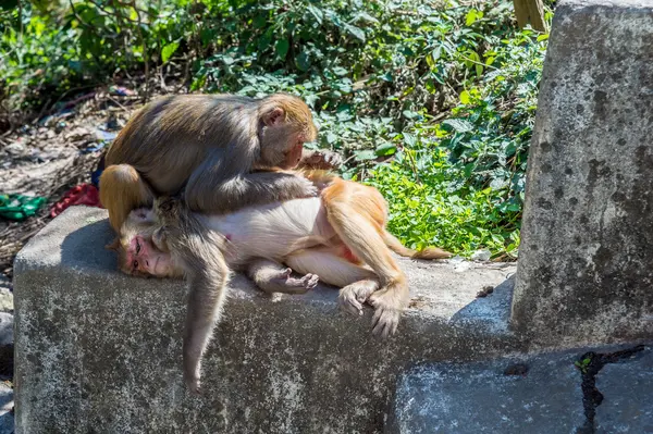 猿は他の猿からシラミをピックアップします。 — ストック写真