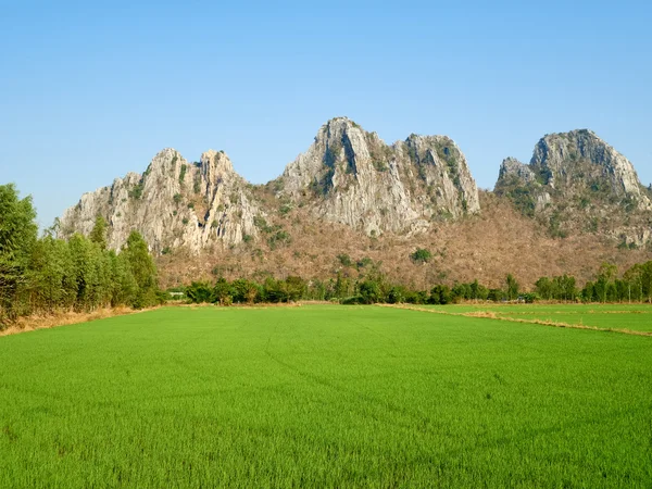 Paddy field at the country side on a clear day — Stock Photo, Image