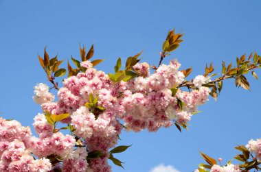 bahar pembe elma çiçeği mavi gökyüzü arka planında