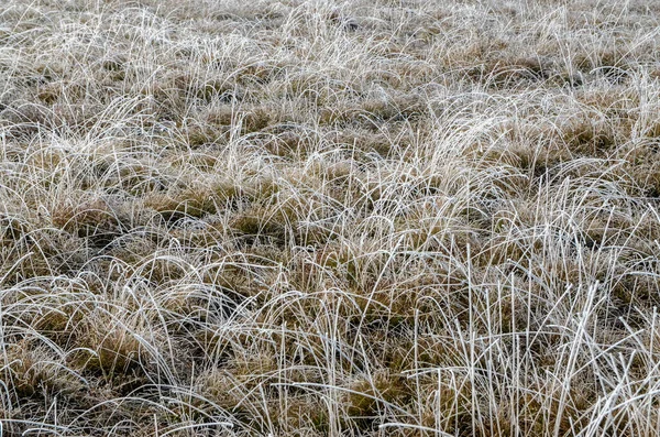 Hjorfrost Den Snötäckta Ängen Vinter Bakgrund — Stockfoto