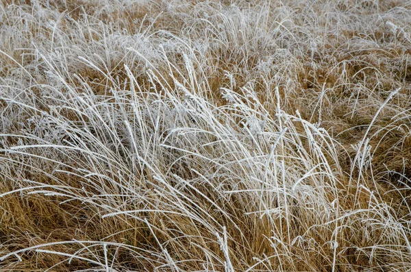 Hjorfrost Den Snötäckta Ängen Vinter Bakgrund — Stockfoto