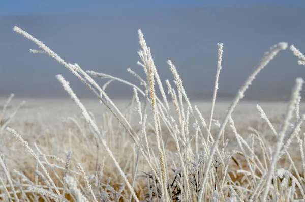 Mróz Pokrytej Śniegiem Łące Tło Zimowe — Zdjęcie stockowe