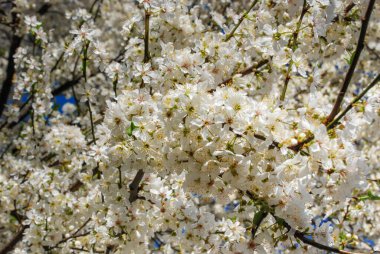 İlkbaharda beyaz çiçeklerle kiraz çiçekleri