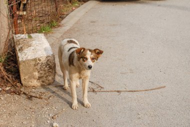 Kaldırımdaki köpek.