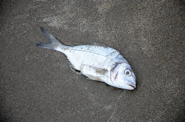 Pesce Sul Mare — Foto Stock