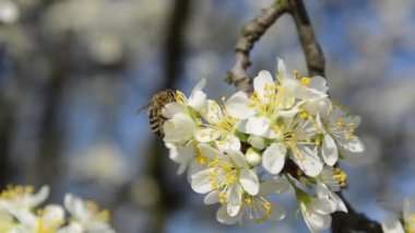 İlkbaharda kiraz çiçekleri ve arılarla birlikte beyaz çiçekler.