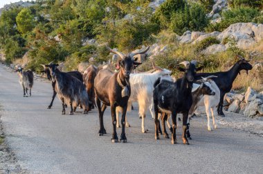 Dağ yolunda duran keçiler