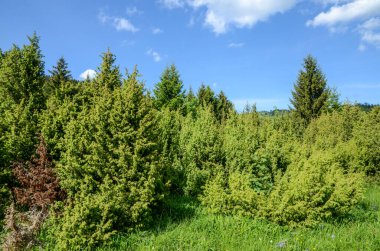 Bulutlu bir günde çam ağaçlarıyla kaplı dağ manzarası