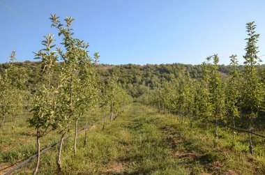 Yazın üzüm bağı ve arka planda taze yeşil ağaçlar.