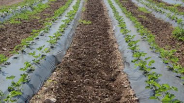 Çilek ekimi, tarım kavramı