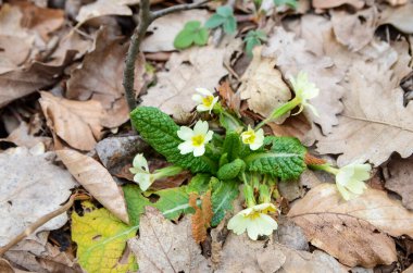 Vahşi ormanda güzel bir çiçek açar.
