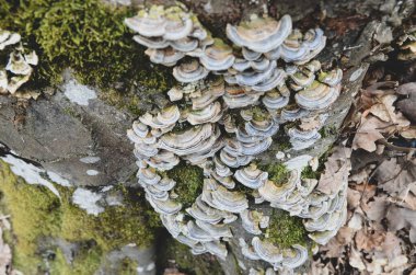 Beyaz yosunların doğada büyüyen bir ağacın güzel görüntüsü.