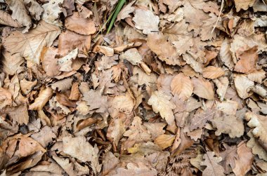 Sonbahar yaprakları, bitki örtüsü ve yapraklar