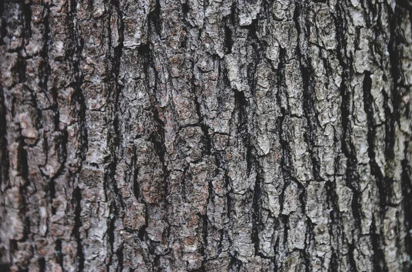 Ormandaki Huş Ağacının Gövdesini Kapatın Telifsiz Stok Fotoğraflar