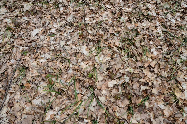 가을 잎, 식물 및 잎 로열티 프리 스톡 이미지